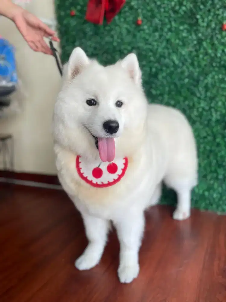 Pet shop semarang
