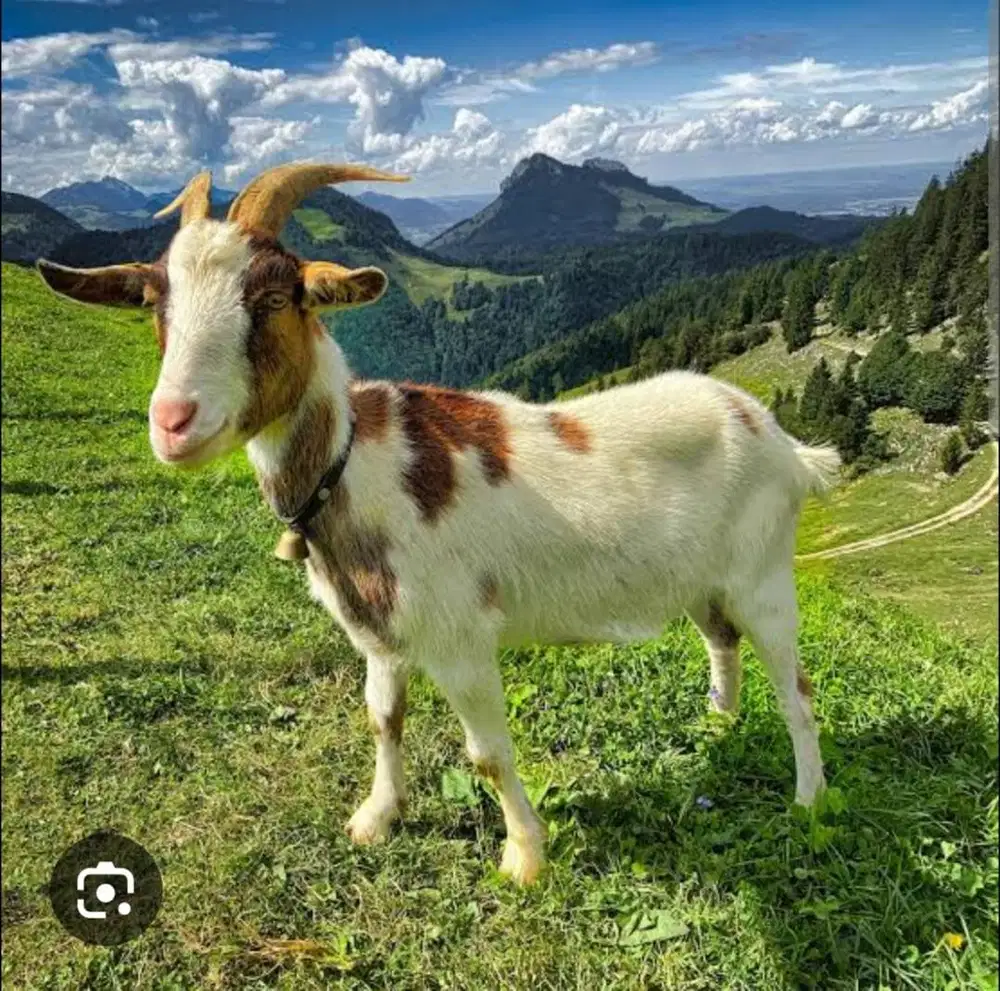 sopir bujang urus kambing