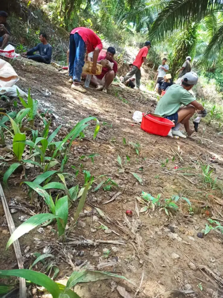 Loker perkebunan kelapa sawit manen dan Juga mupuk REAL NO PENIPUAN