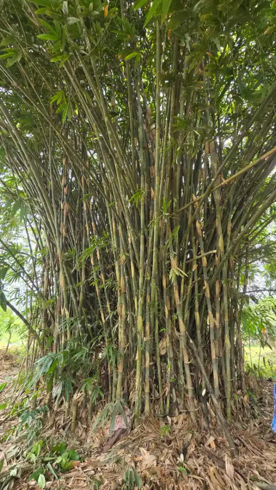 gunawan