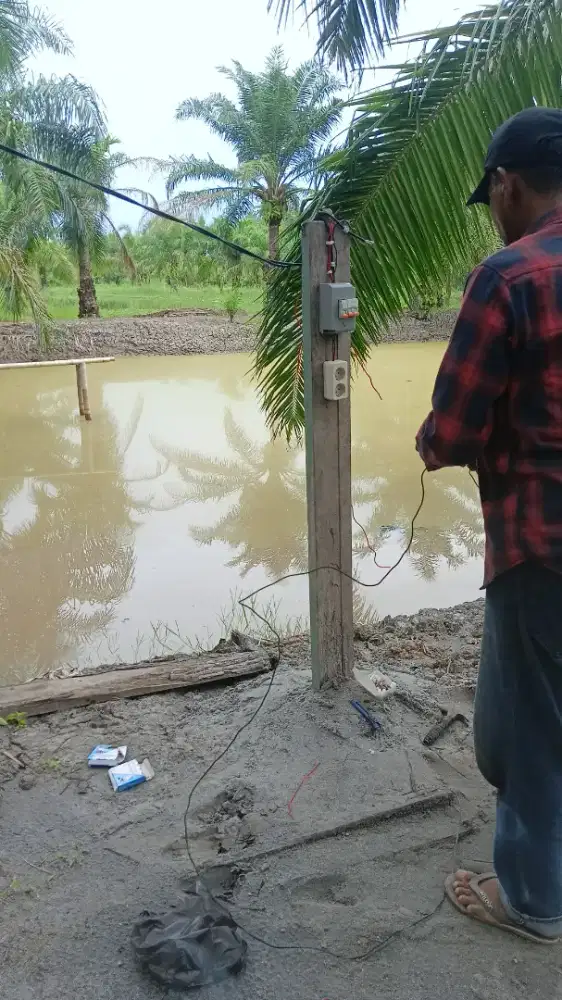 loker tambak udang vaname