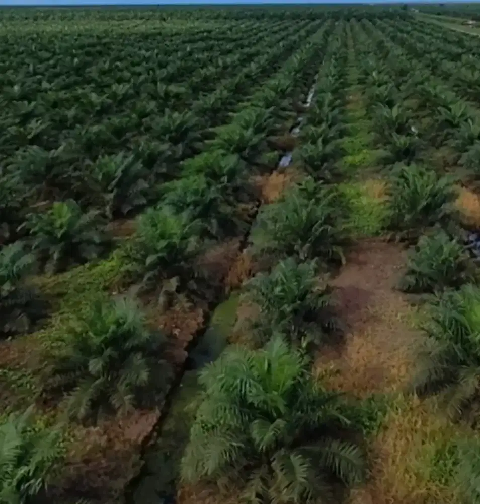 Perkebunan kelapa sawit