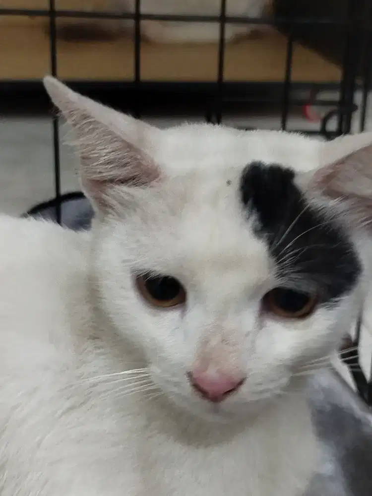 Butuh art untuk mengurus kucing