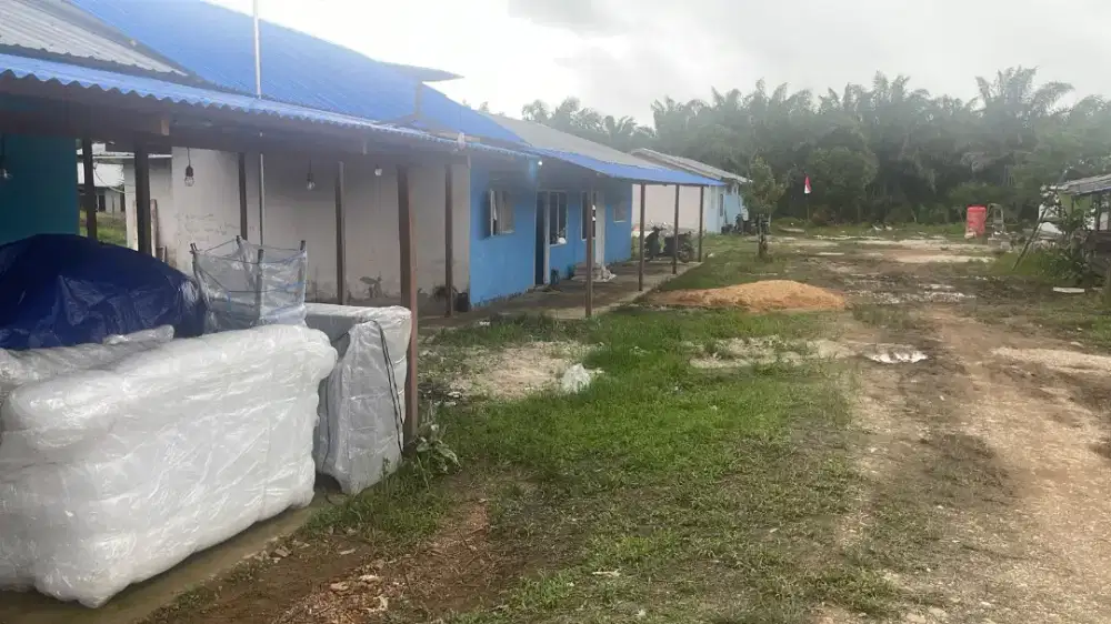 DIBUTUHKAN BANYAK PEKERJA PRUNNING SAWIT