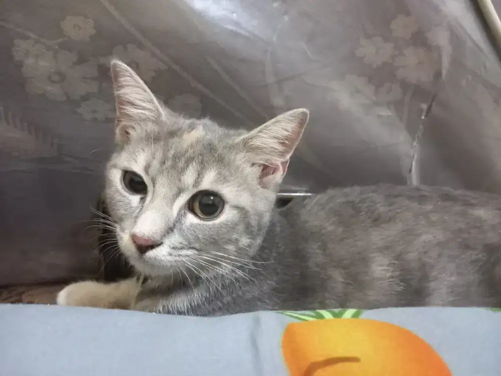Saya siap catsitter/penjaga kucing