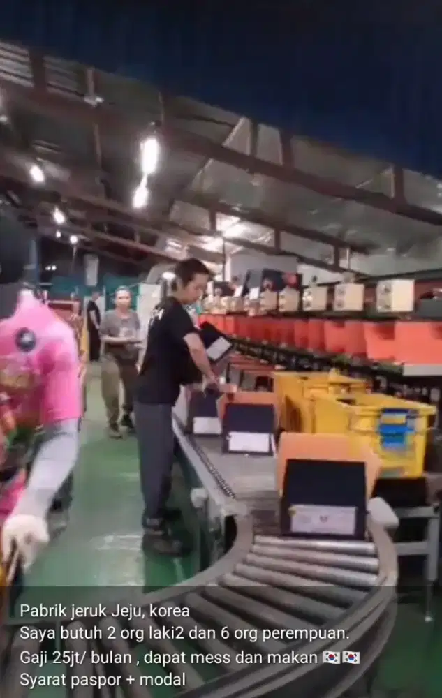 Job korea jeju pabrik jeruk