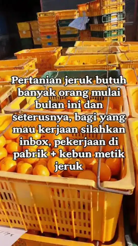 Job pabrik jeruk jeju