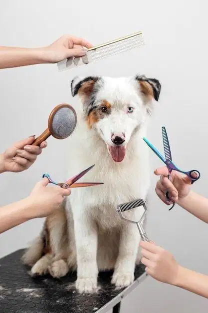 Proffesional Pet Groomer