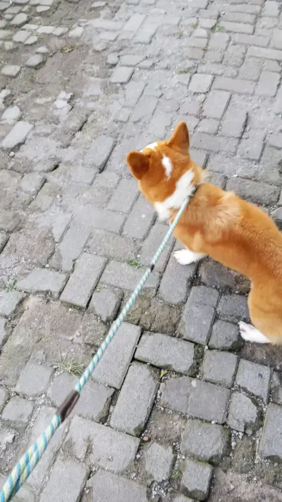 Dibutuhkan driver berpengelaman 29-35 tahun