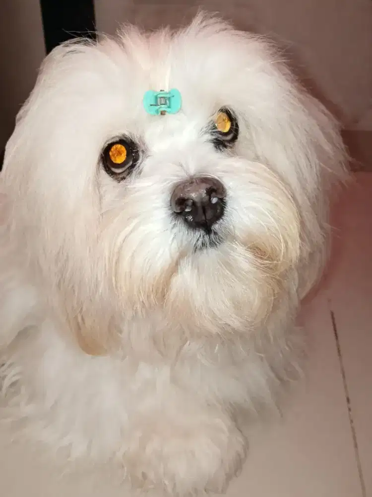 Dicari ART nginep tidak takut anjing