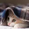 Furfur