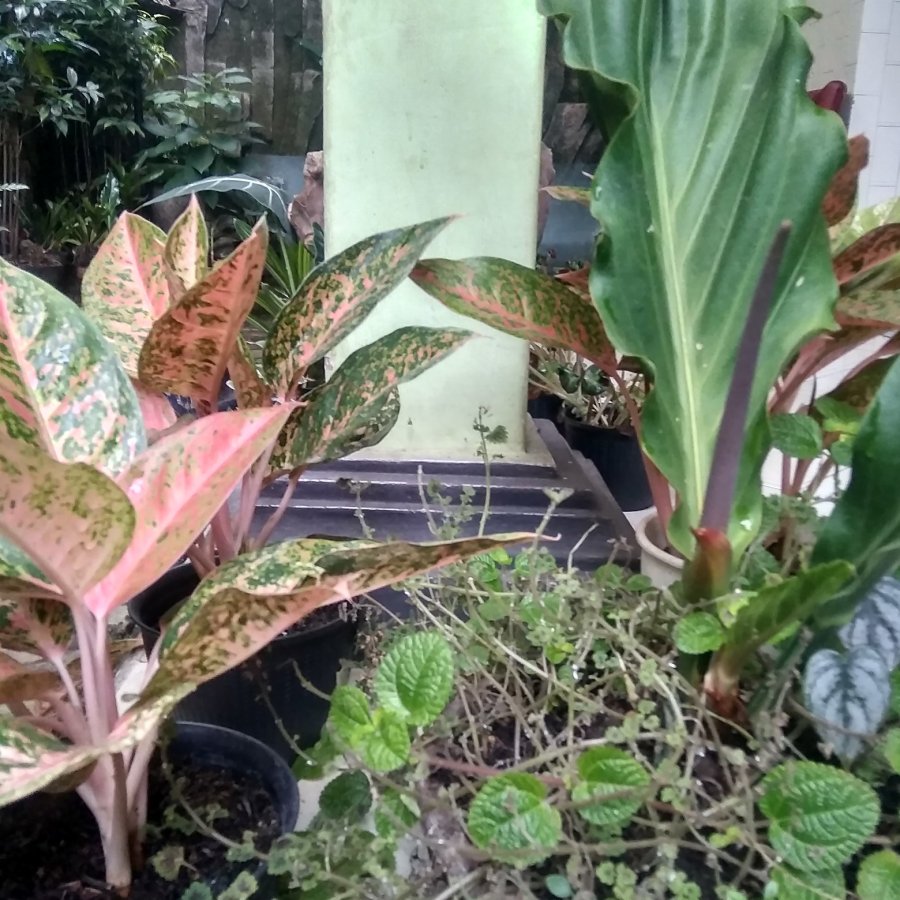 Mencari lowongan kerja sebagai tukang kebun/taman 