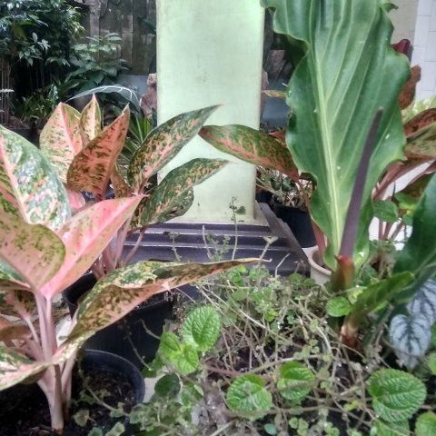 Mencari lowongan kerja sebagai tukang kebun/taman 