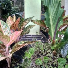 Mencari lowongan kerja sebagai tukang kebun/taman 