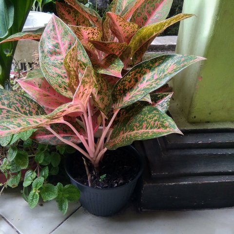 Jasa perawatan taman