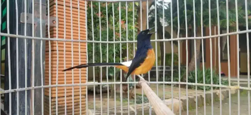 Mas jaka