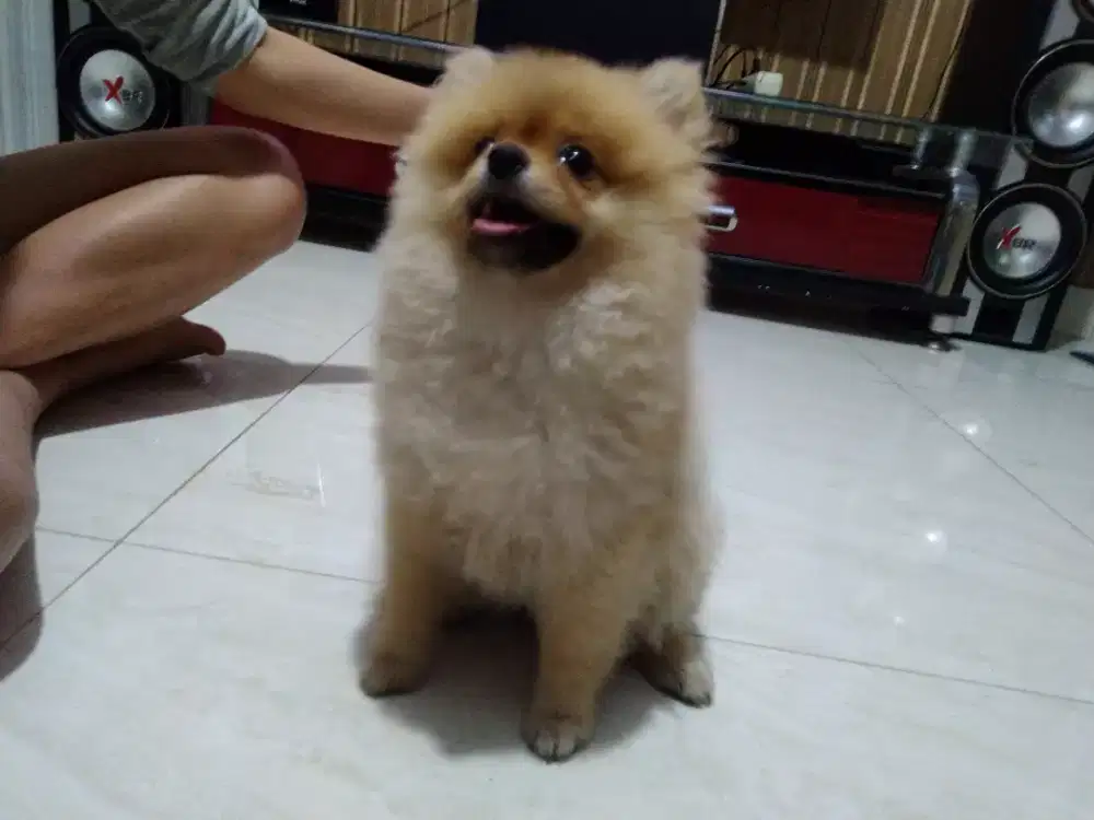 Hendra