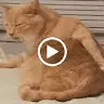 Sannya