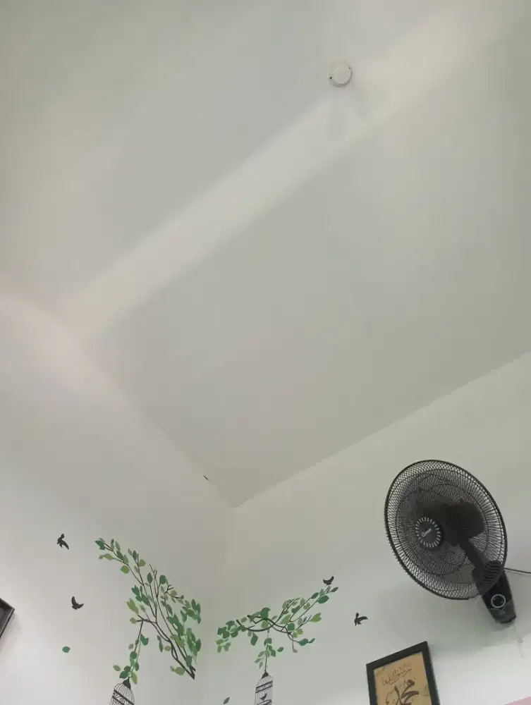 Ardi