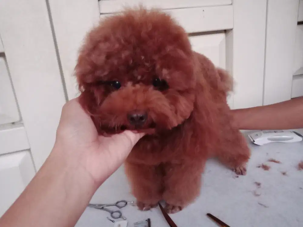 Groomer Surabaya integrated