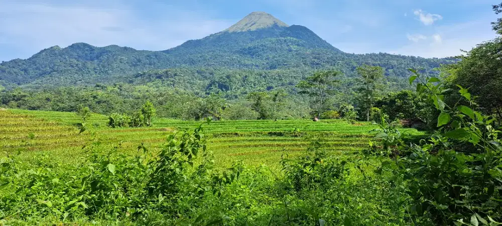 Joko NU
