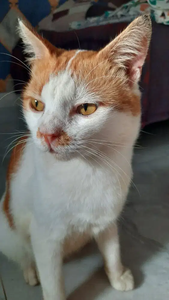 Satria