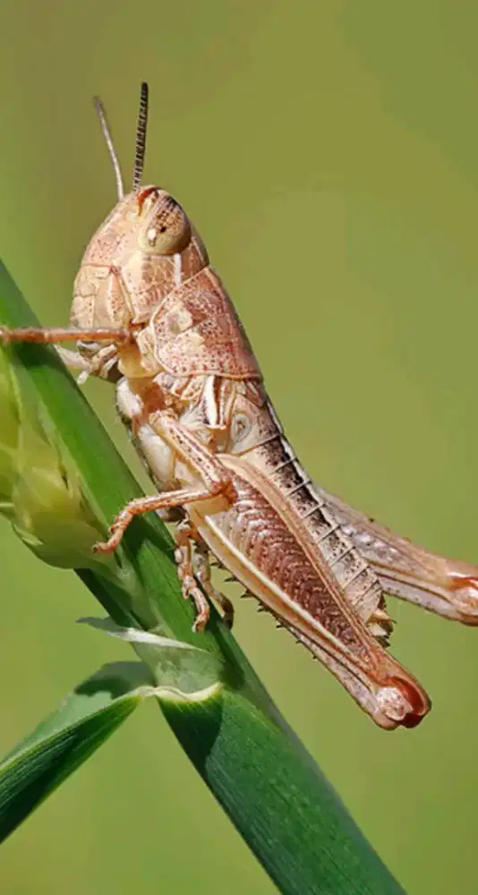 Antoro