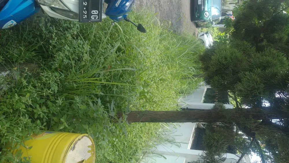 Jasa potong rumput
