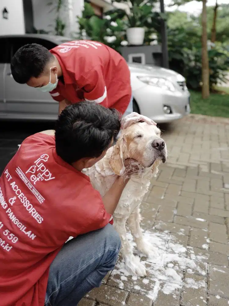 LOWONGAN KERJA GROOMER BAGI PENYUKA ANJING DAN KUCING