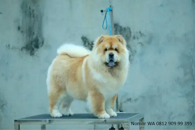 Lowongan Kennel Boy Lembang, Bandung