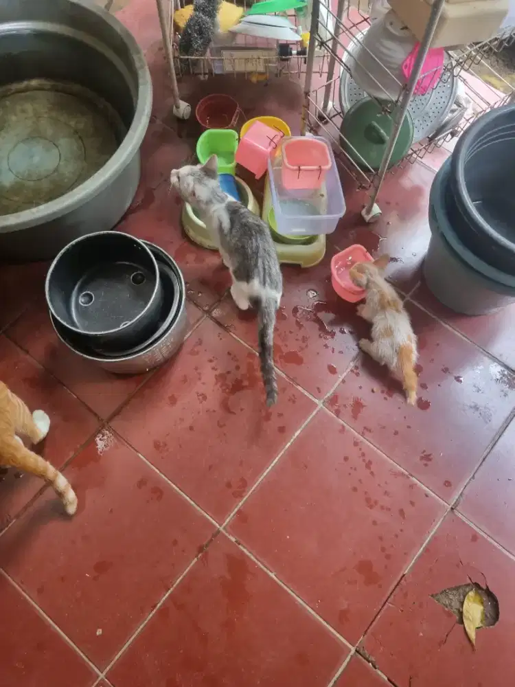 Dibutuhkan laki laki bisa urus kucing dan anjing