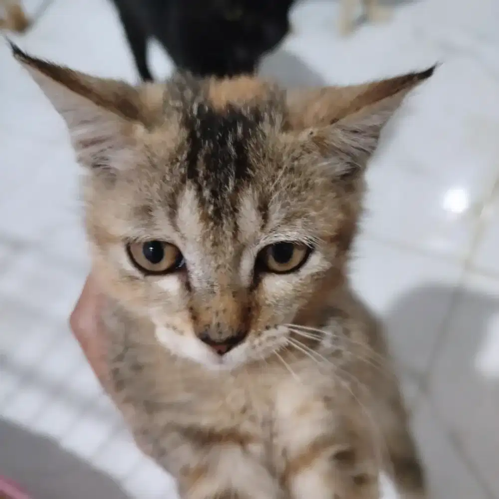 Butuh art untuk mengurus kucing