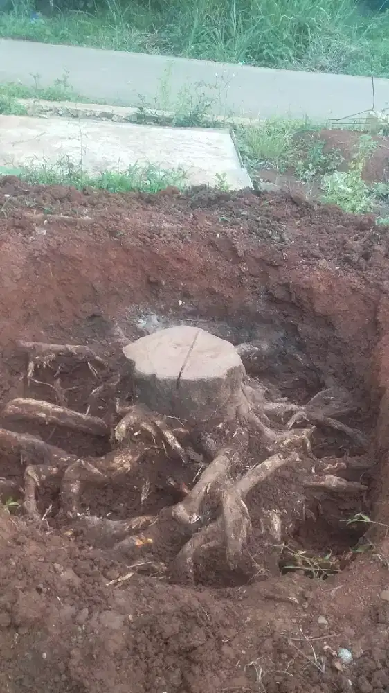 Tukang gali tunggul/tebang pohon/babat rumput dll.