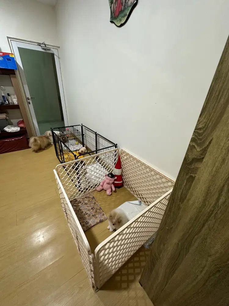 Cari kennel boy/girl