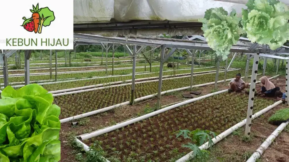 Dicari pekerja untuk kebun sayuran