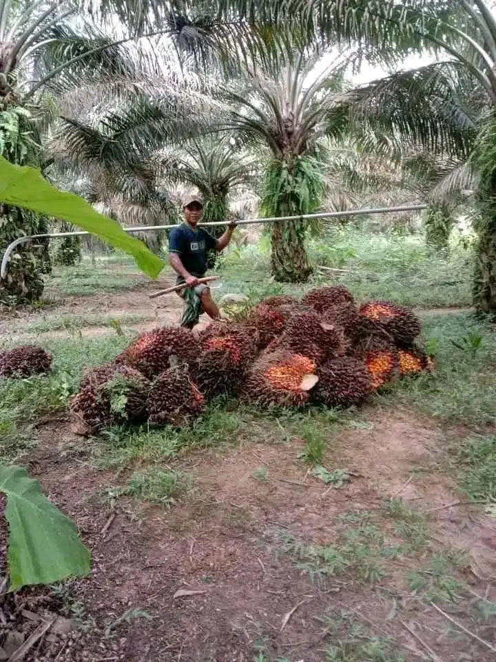 Lowongan kerja tanpa ijazah pemanen kelapa sawit