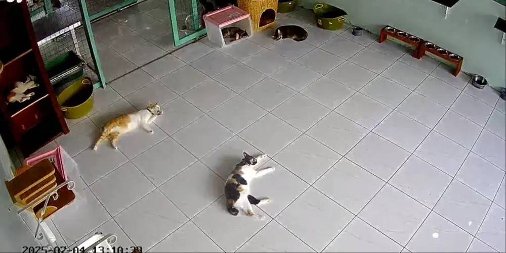 Pengurus kebersihan kandang kucing