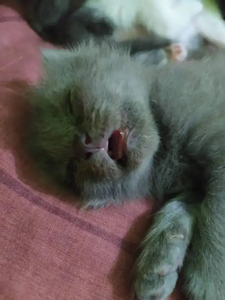 Jasa mandikan hewan (khusus kucing ) dan bersih bersih rumah / kostan