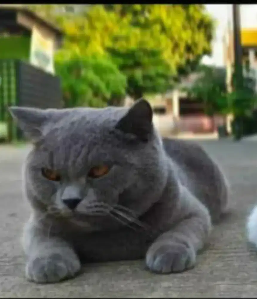 Jasa Pacak Kucing BSH