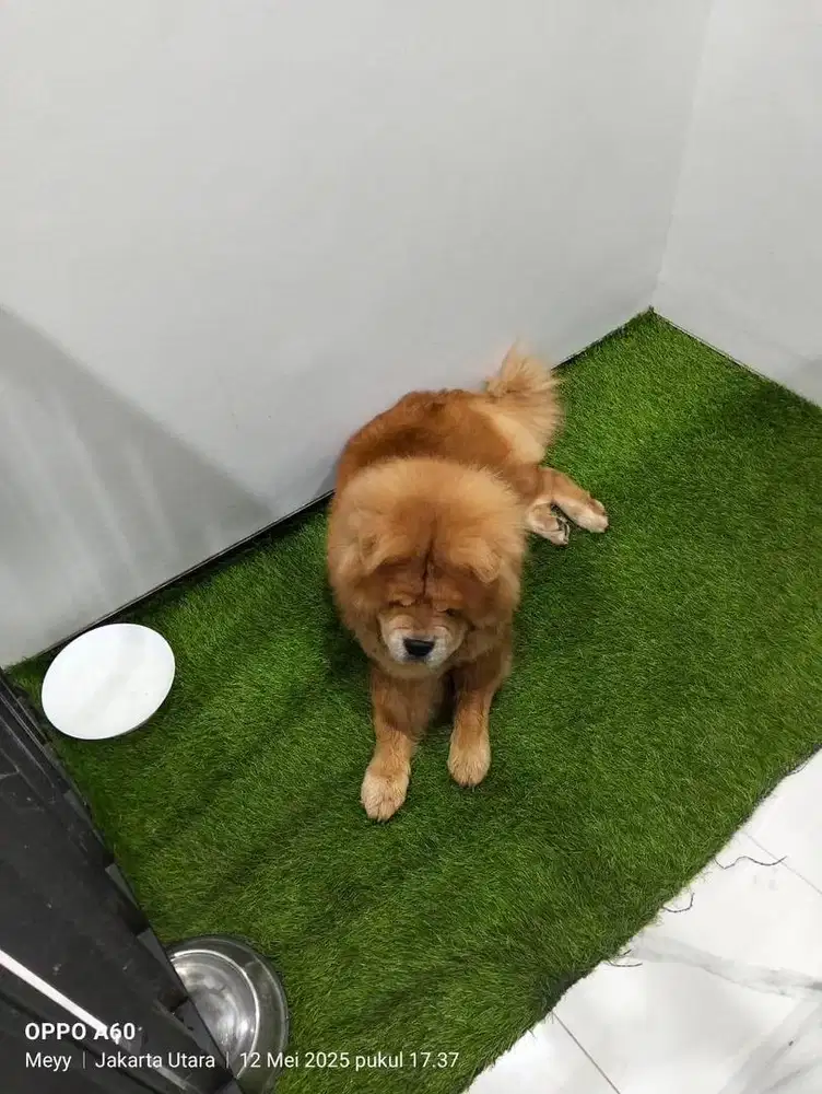 Dibutuhkan ART (21-32 tahun) untuk urus rumah dan Anjing