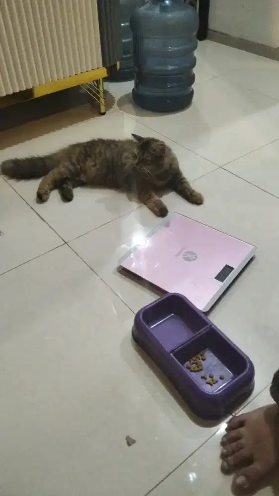 Butuh Pengasuh anak