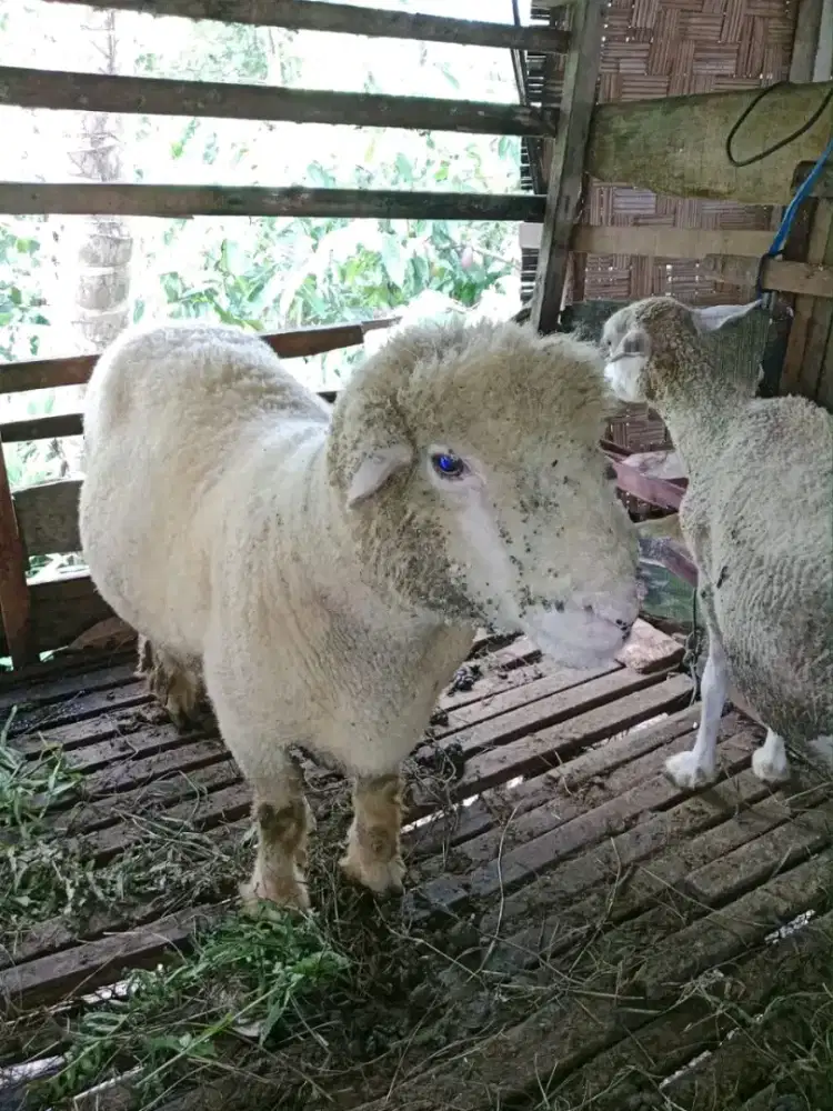 Ngerawat kambing