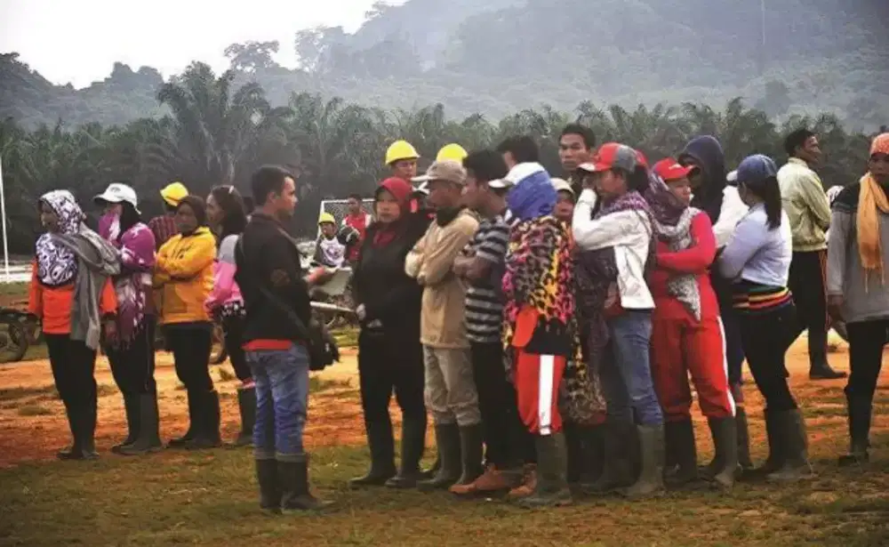 Lowongan kebun sawit