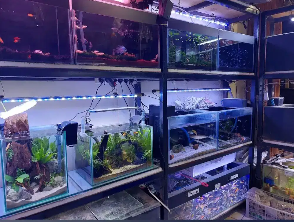 Penjaga toko ikan hias