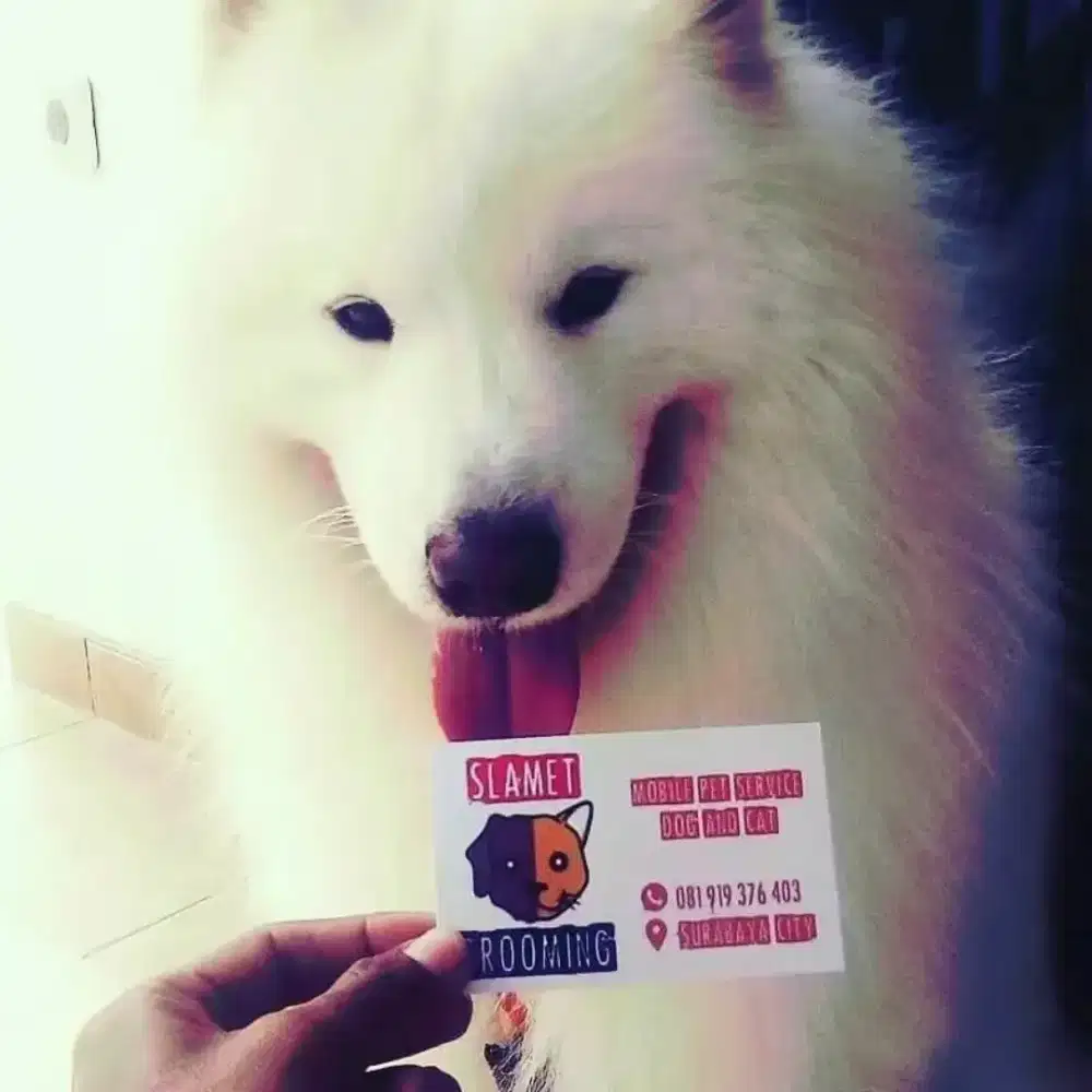 Jasa grooming panggilan Surabaya