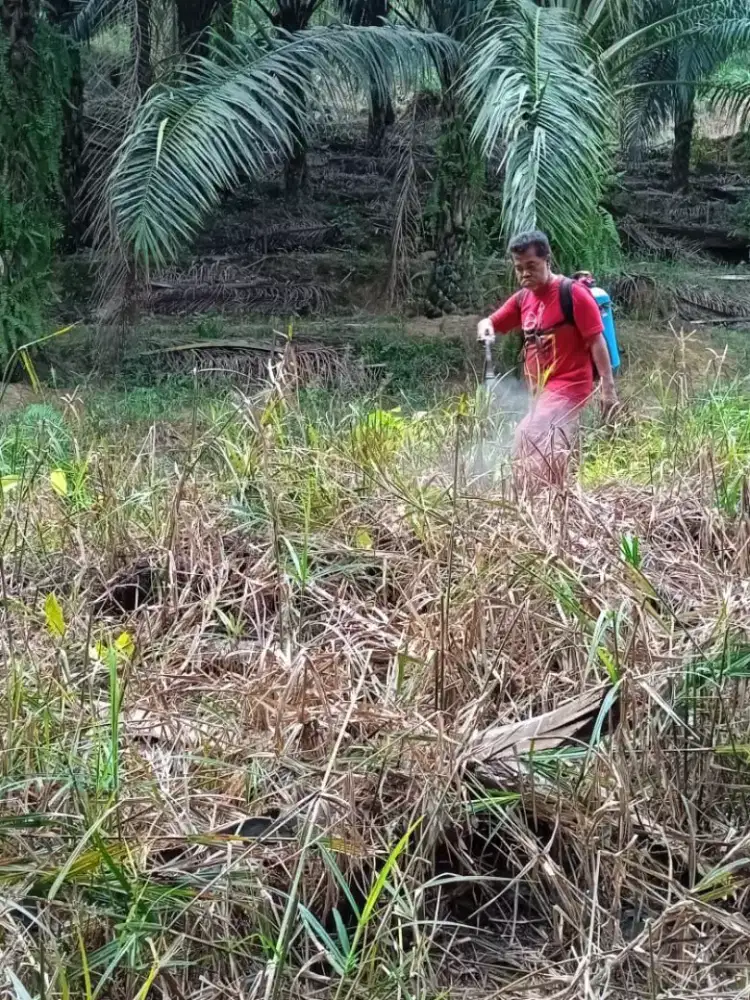 Lowongan Pekerjaan Perkebunan