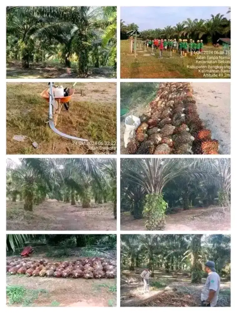 Cari karyawan untk pemanen lanjang dan pasutri