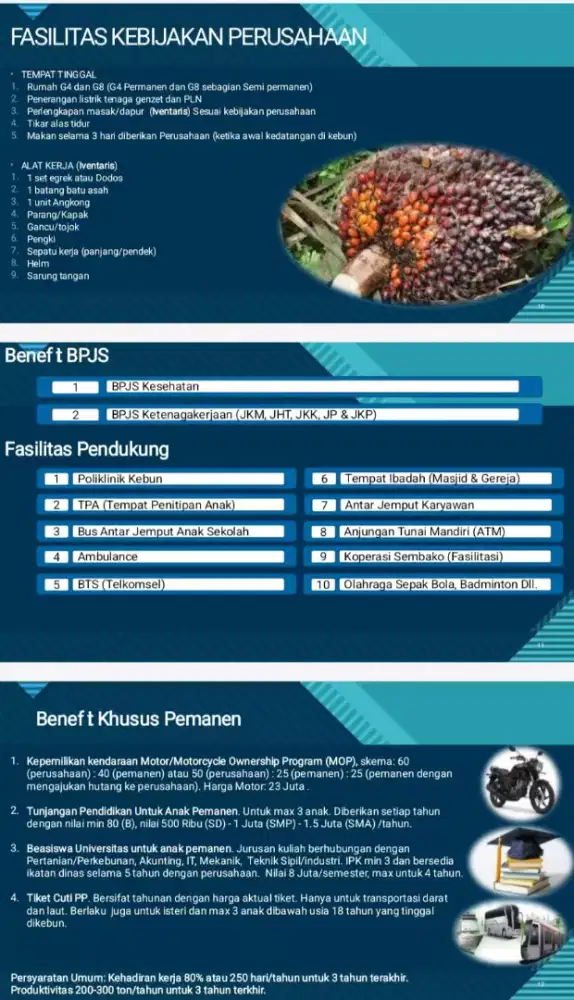 Perkebunan kelapa sawit