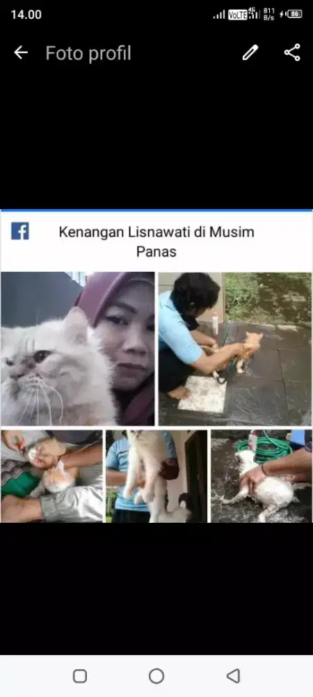 Home grooming khusus cat