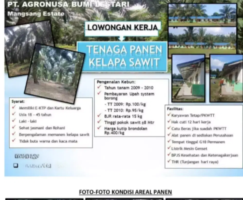 Perkebunan kelapa sawit